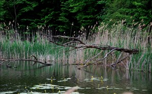 DSC_8515_800x497