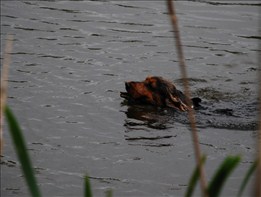 DSC_8522_796x600