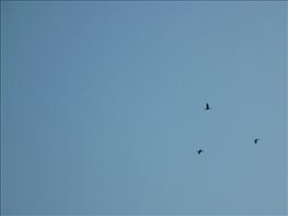 Tarozo-tavasz-2011-07