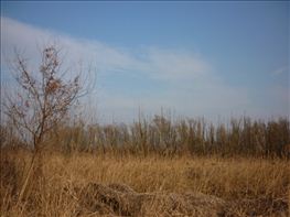 Tarozo-tavasz-2011-11