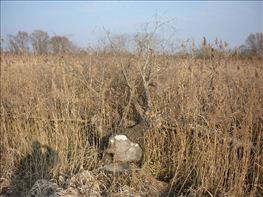 Tarozo-tavasz-2011-17