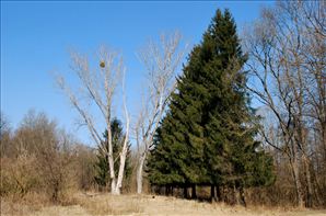 DSC_0550_800x528