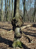 DSC_0562_448x600
