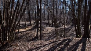 DSC_0591_800x449