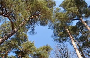 DSC_0642_800x524