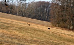 DSC_0685_800x488